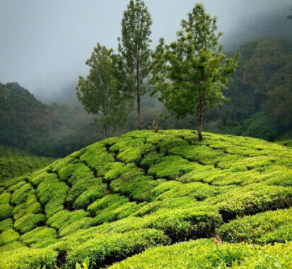 ವಯನಾಡು ದುರಂತಕ್ಕೆ ಮಿತಿ ಮೀರಿದ ಟೀ ಎಸ್ಟೇಟ್‌ಗಳೂ ಕಾರಣವೇ..? ; ದೊಡ್ಡ ದೊಡ್ಡ ಗಾತ್ರದ ಹೆಮ್ಮರಗಳು 50-100 ವರ್ಷಗಳಿಂದ ಭದ್ರವಾಗಿ ಹಿಡಿದಿಟ್ಟ ಮಣ್ಣನ್ನು ಪುಟ್ಟ ಪುಟ್ಟ ಟೀ ಗಿಡಗಳಿಗೆ ಹಿಡಿದಿಡಲು ಸಾಧ್ಯವೇ...?